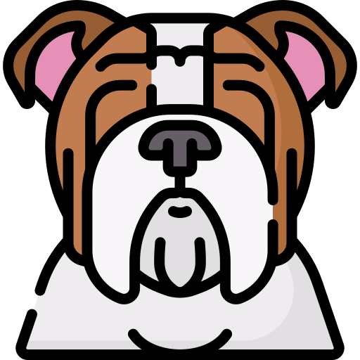 bulldog